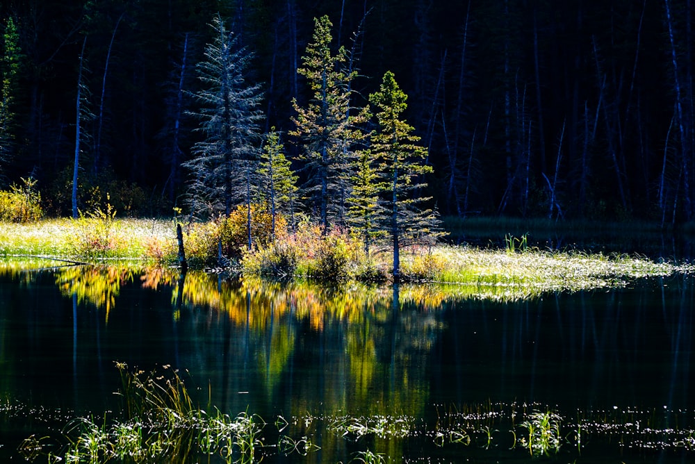 a small lake surrounded by trees and grass