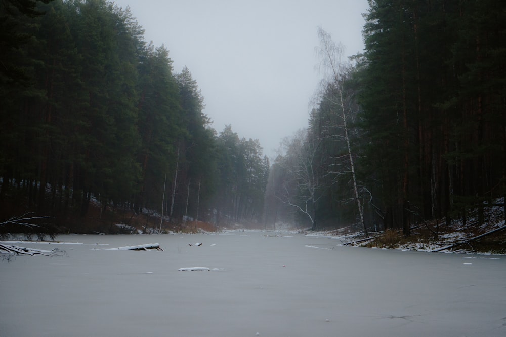 a frozen river surrounded by trees in a forest