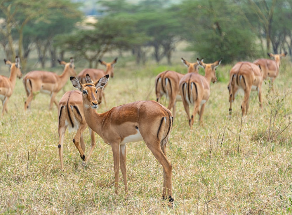 a herd of gazelle standing on top of a grass covered field