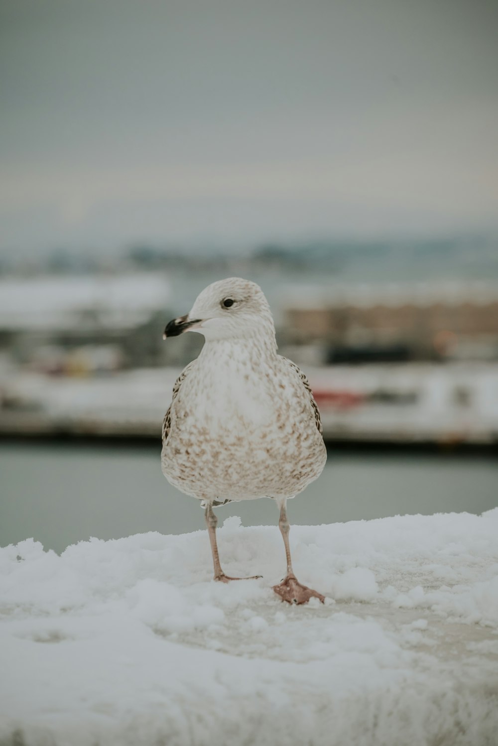 a seagull standing on a ledge in the snow