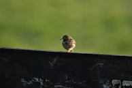 A bird landing confidently on a slightly tilted wooden perch with a small wood block for stability.