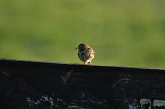 Bird landing confidently on a slightly tilted wooden perch