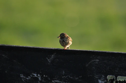 Bird landing confidently on a slightly tilted wooden perch