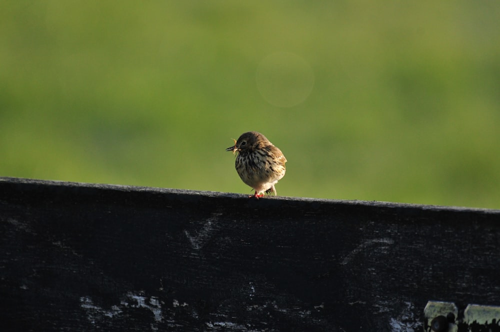 a small bird sitting on top of a wooden bench