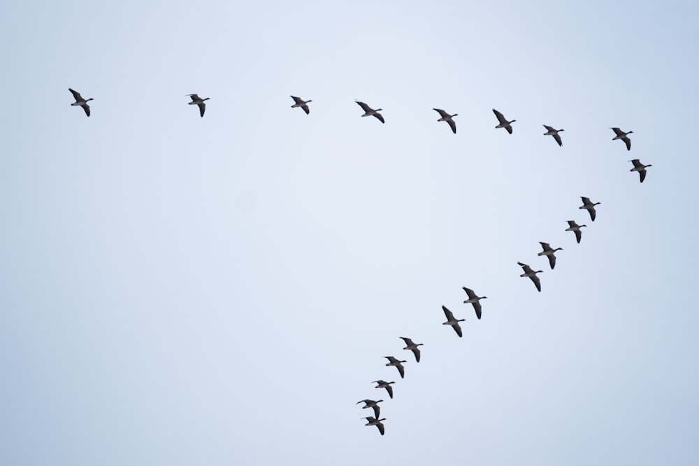 a flock of birds flying in the sky