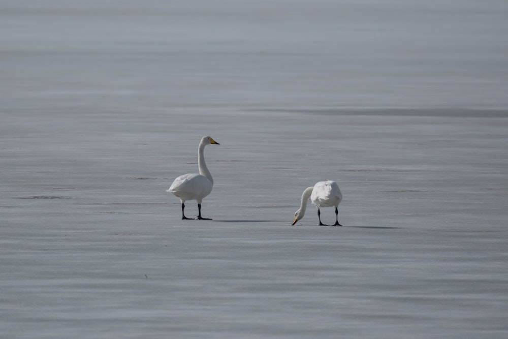 a couple of birds standing on top of a frozen lake