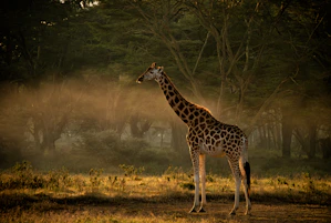 Girafa posando en su hábitat natural en Kenia, Triangulo de Mara