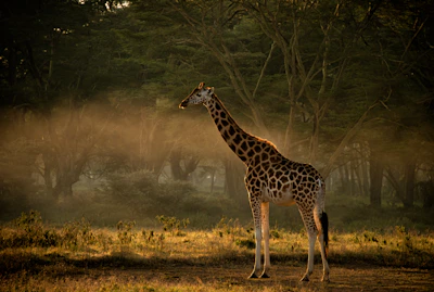 Girafa posando en su hábitat natural en Kenia, Triangulo de Mara