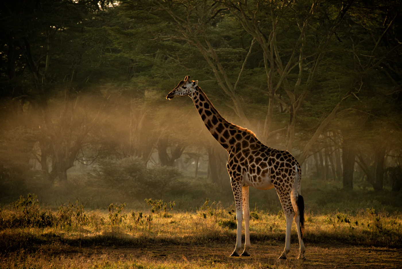 Samburu National Reserve landscape