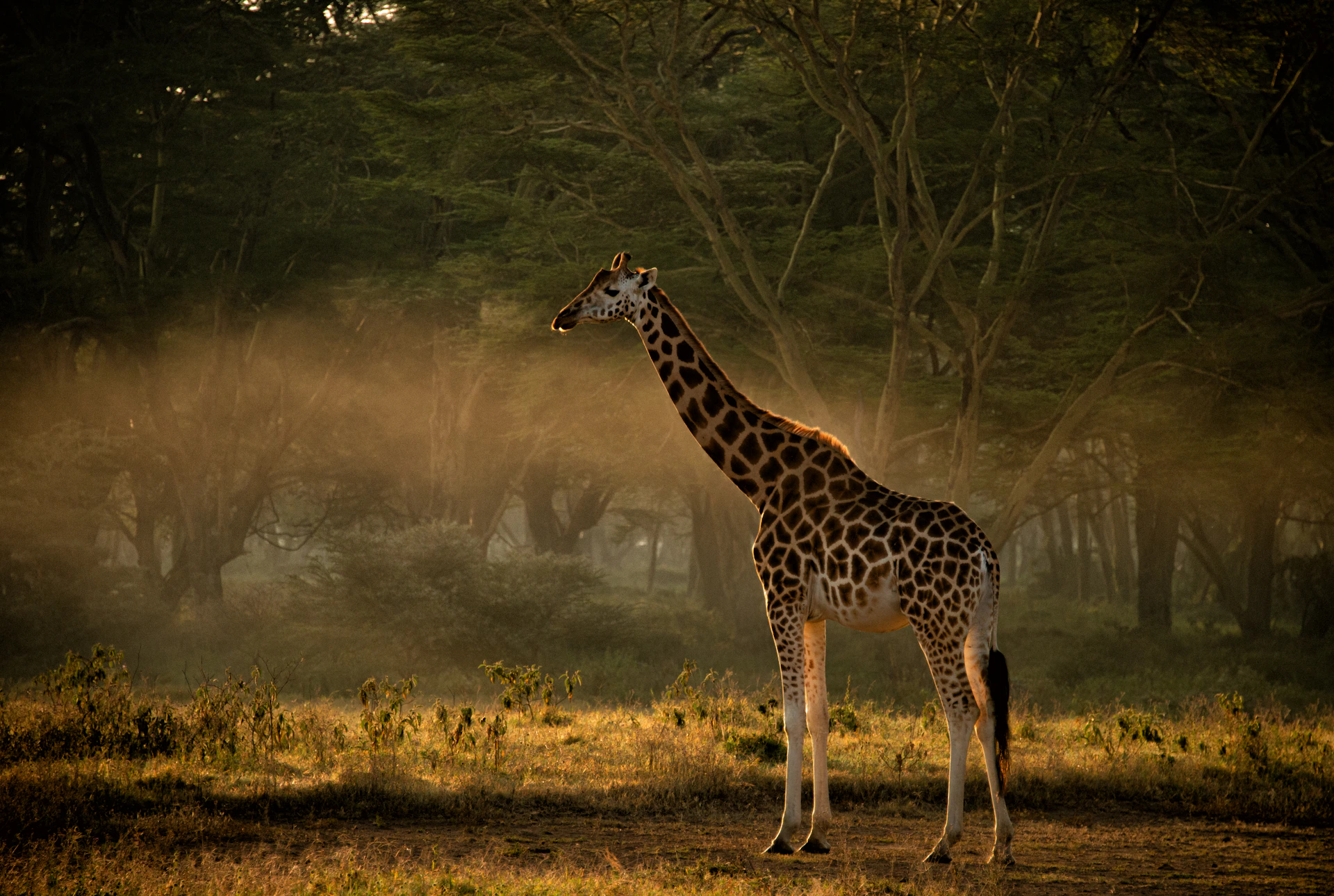 A golden sunrise casting warm light over a vast Kenyan savannah dotted with acacia trees and a silhouette of a lone giraffe.