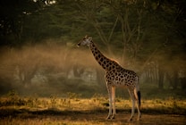 A solitary giraffe stands gracefully in a sun-dappled savannah. The background is lush with dense, green foliage and tall trees. Soft rays of golden sunlight filter through the trees, highlighting the giraffe's distinctive spotted pattern.