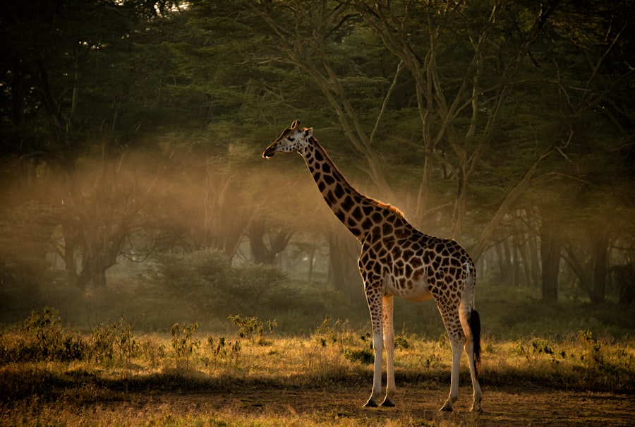 Samburu