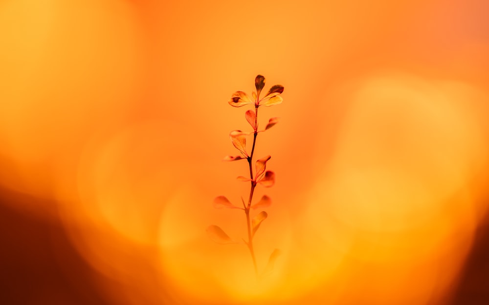 a close up of a plant with a blurry background