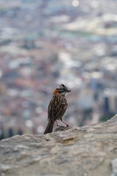 A bird with a distinctive black and white head, along with brown and orange feathers, is perched on a rocky surface. The background is a blurred cityscape with buildings and streets slightly out of focus, creating a bokeh effect that keeps the viewer's attention on the bird.