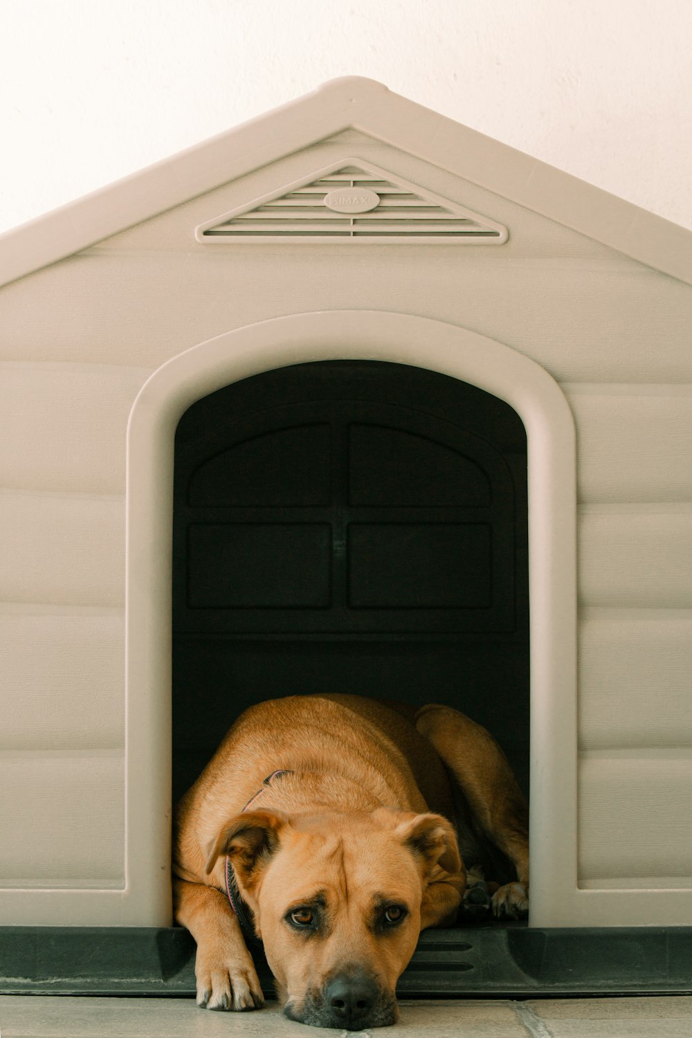 a large brown dog laying in a dog house