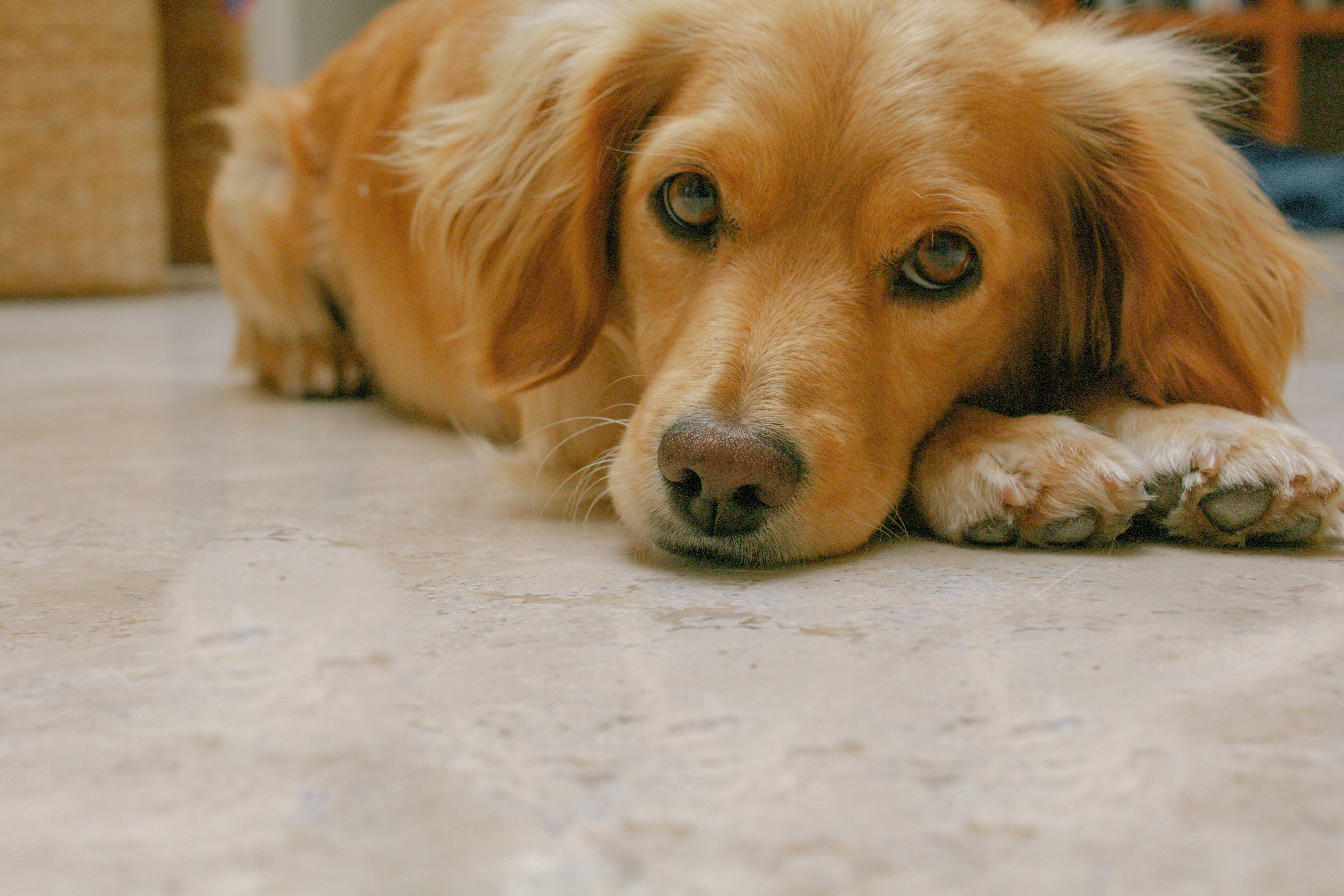 A dog laying on the floor with his head on the floor photo Free