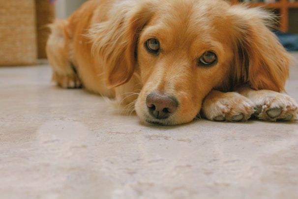 A joyful dog with soulful eyes resting gently on a volunteer's lap in a sunlit shelter room.