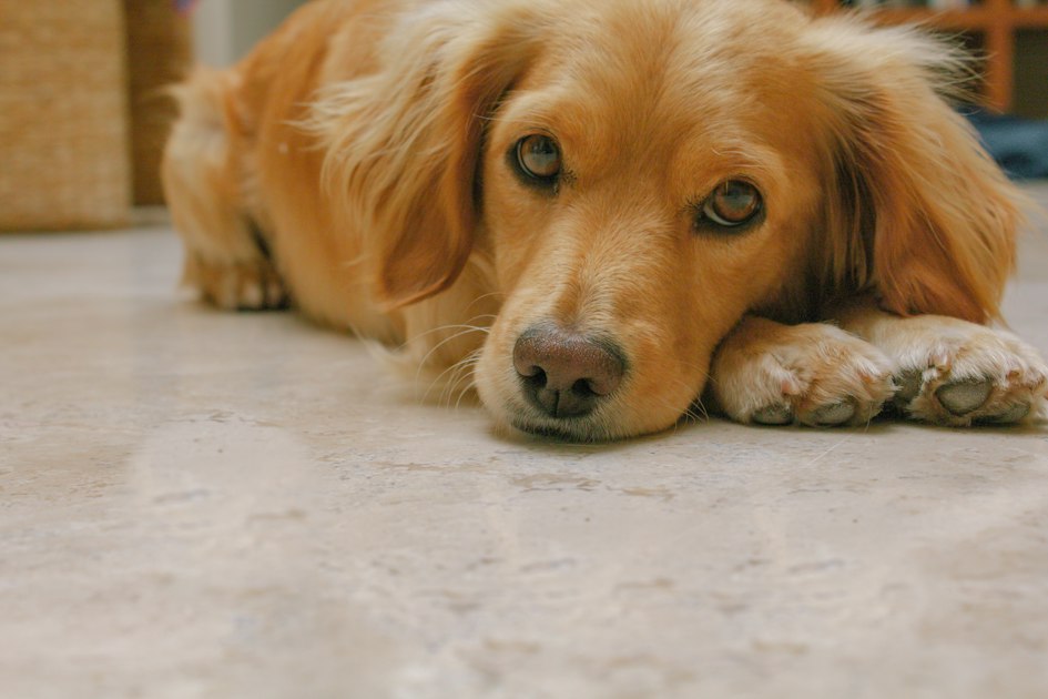 A golden retriever lying flat on a hardwood floor, highlighting the slip and fall risks that smooth flooring poses to senior dogs with reduced grip strength.