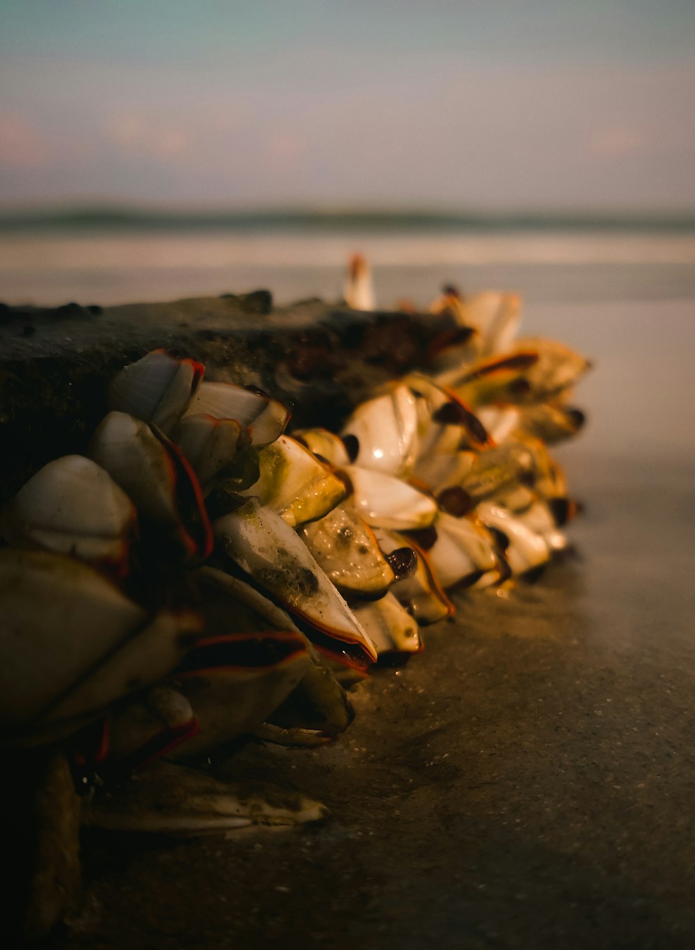 a pile of shells sitting on top of a sandy beach