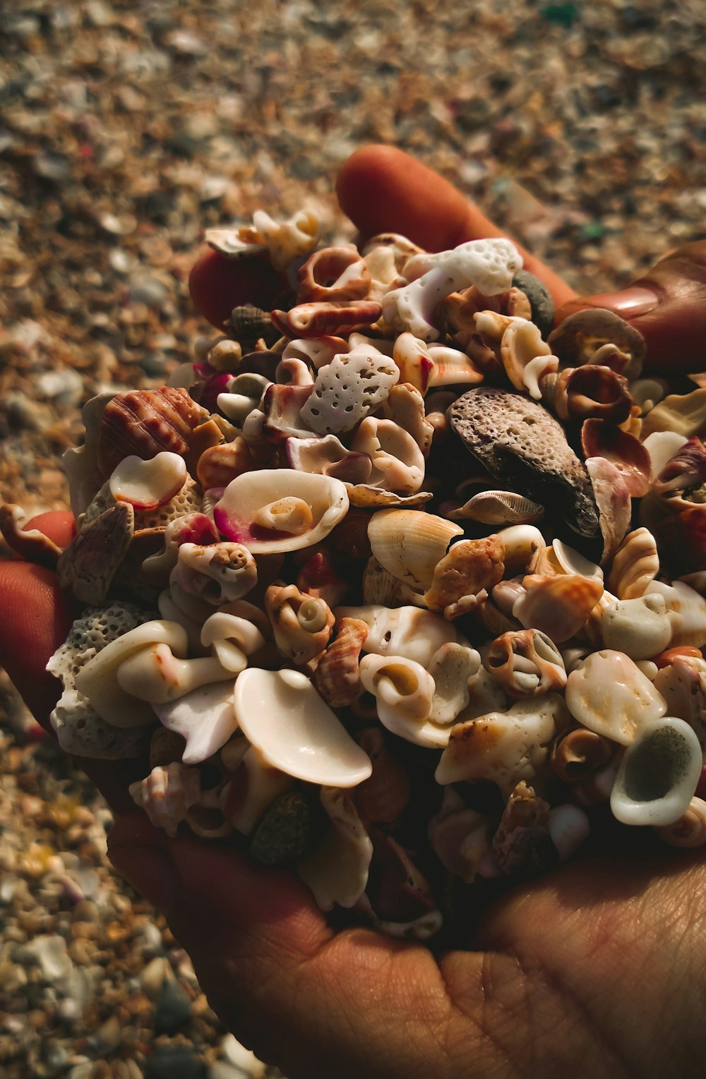 a person holding a handful of shells in their hand