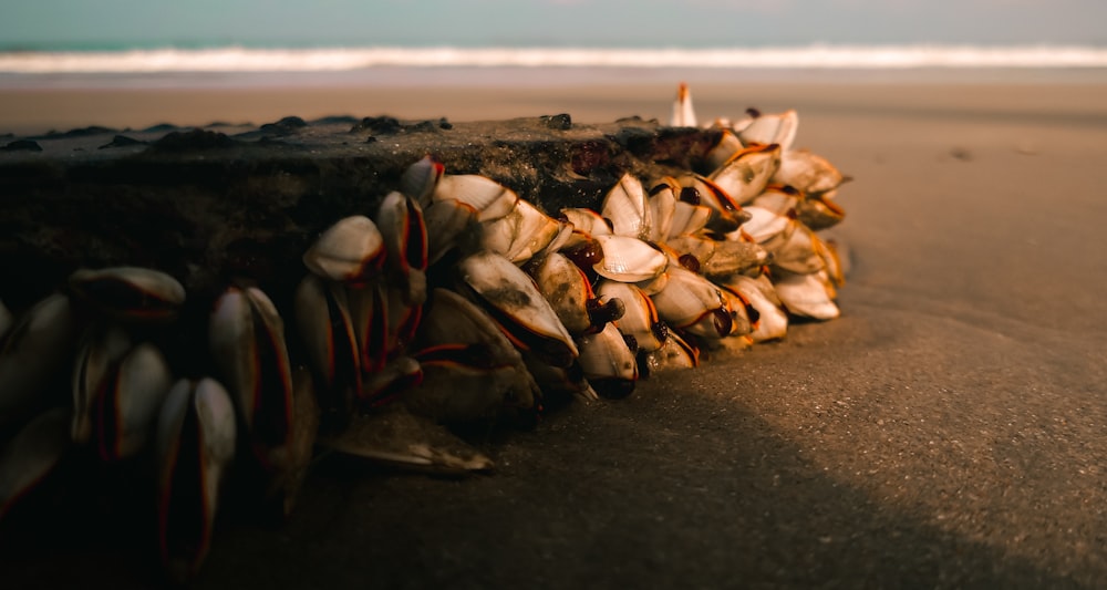 a pile of shells sitting on top of a sandy beach