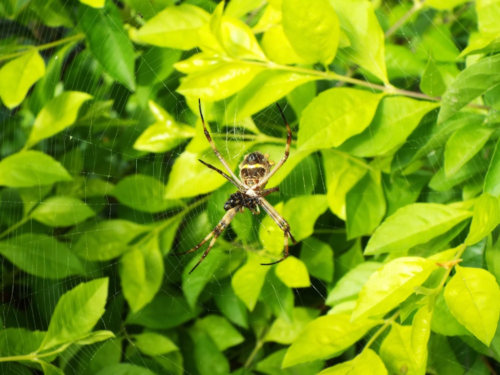 a large spider sitting on top of a web