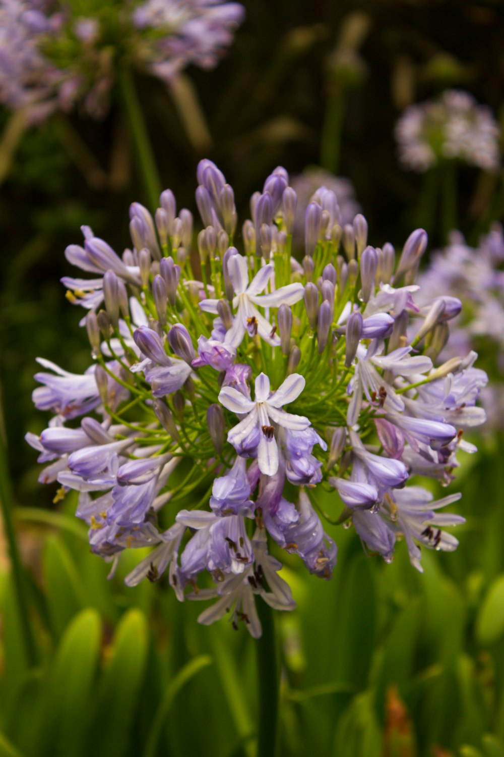 a close up of a bunch of purple flowers