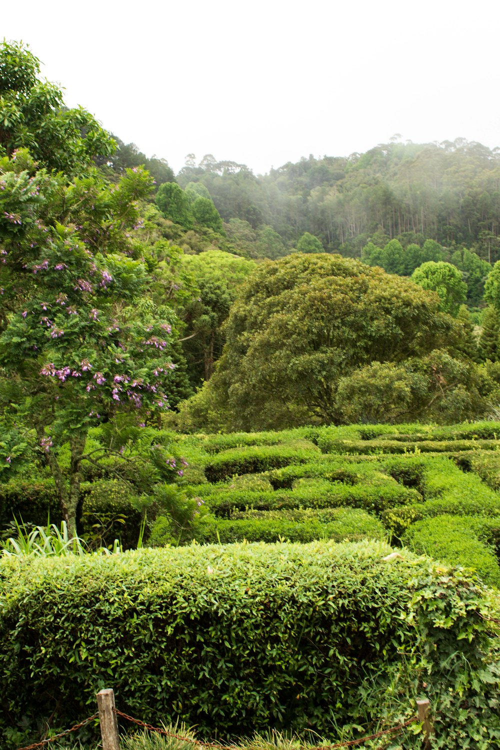 a lush green hedge maze surrounded by trees
