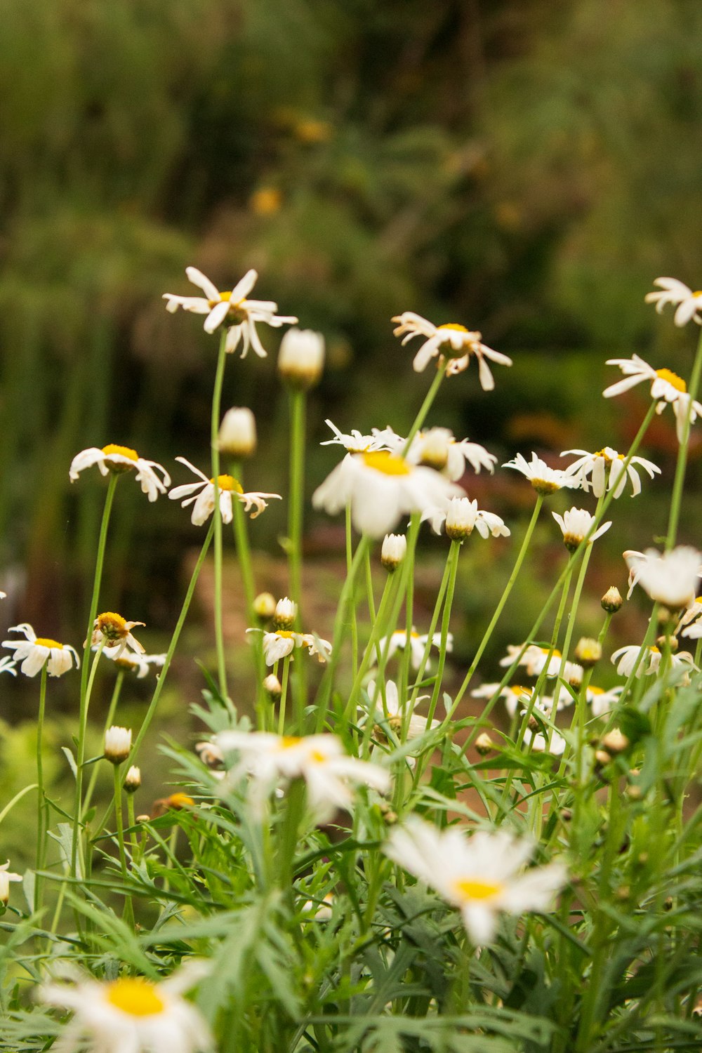 a bunch of white and yellow flowers in a field