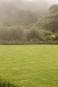 A lush, well-maintained grassy lawn extends across the foreground, bordered by various shrubs and tall grasses. In the background, a densely vegetated hill is partially obscured by a light mist or fog, contributing to a serene atmosphere.