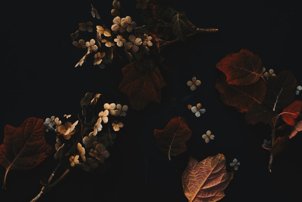 um ramo de folhas e flores em um fundo preto