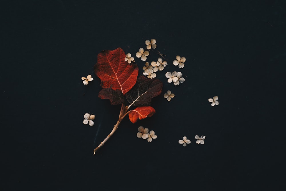 una foglia rossa e alcuni fiori bianchi su una superficie nera