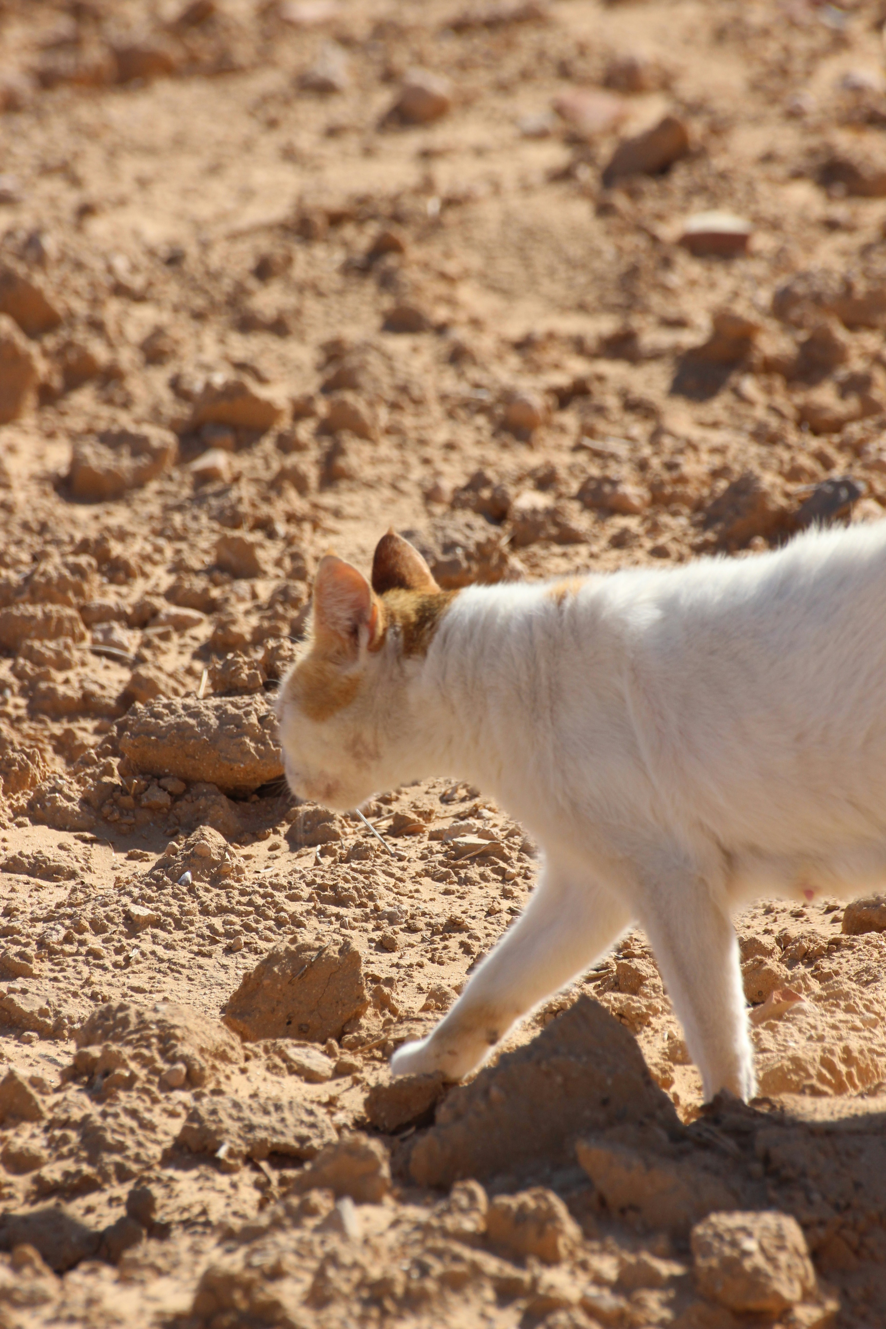 18. Sand Cat: The Desert’s Rocky Ridge Ruler (image credits: unsplash)