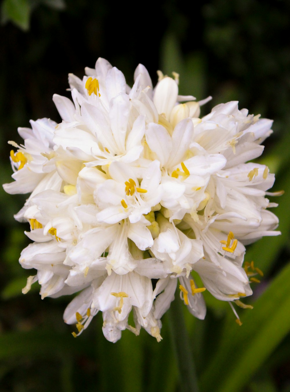 a close up of a white flower with yellow stamens