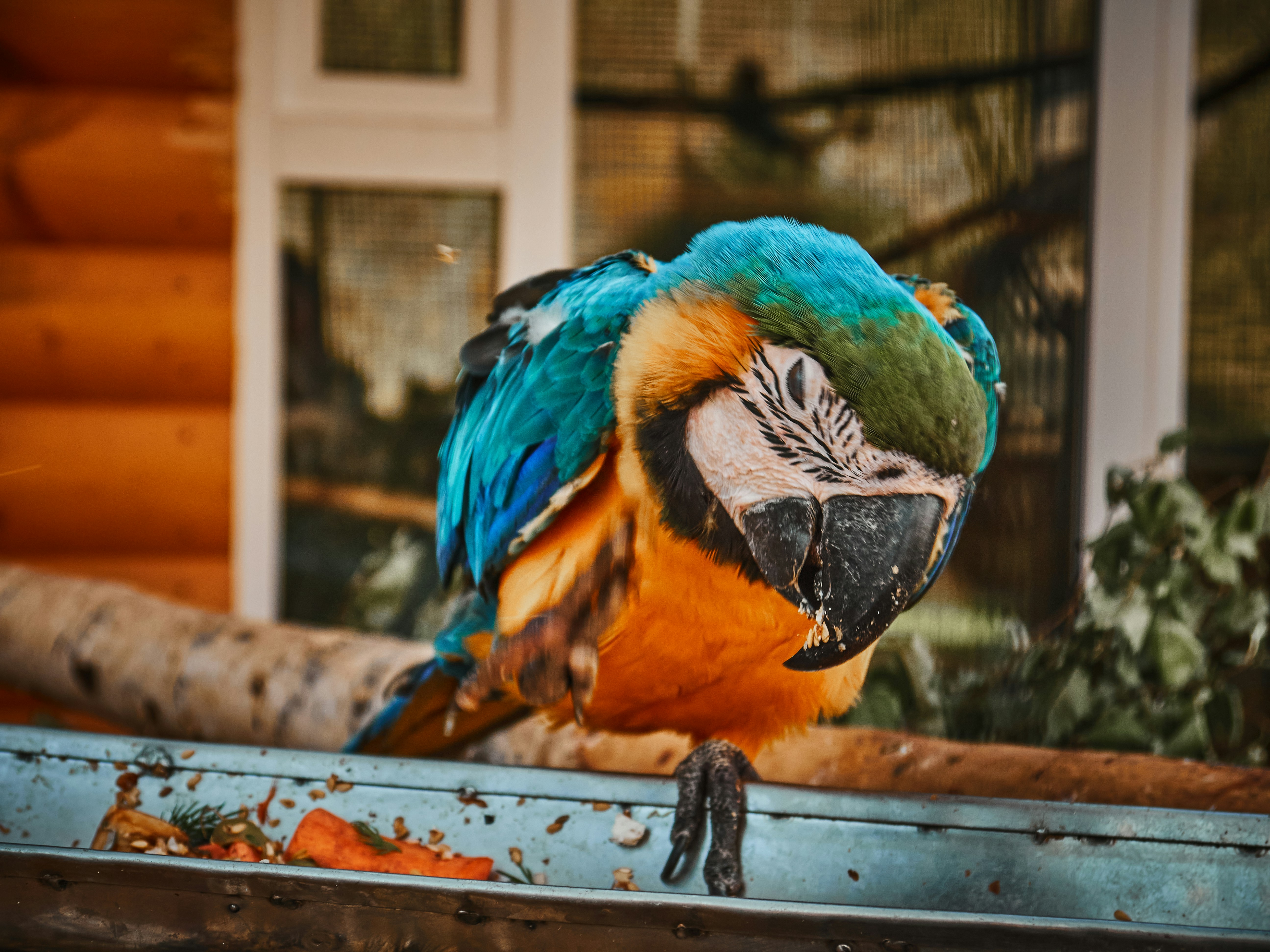 Best Bird Toys for Large Parrots: Expert Guide to Durability & Enrichment