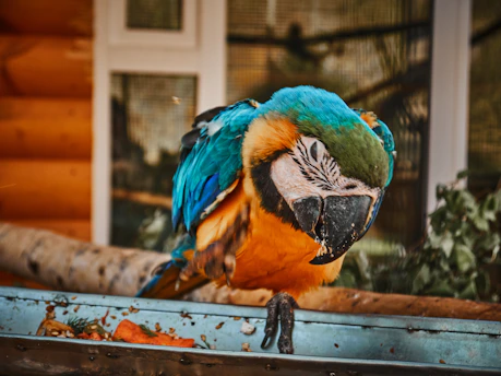 A caring foster volunteer gently feeding a bright macaw in a lush green garden