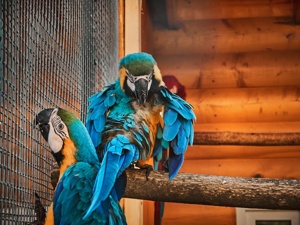 two colorful parrots are perched on a tree branch