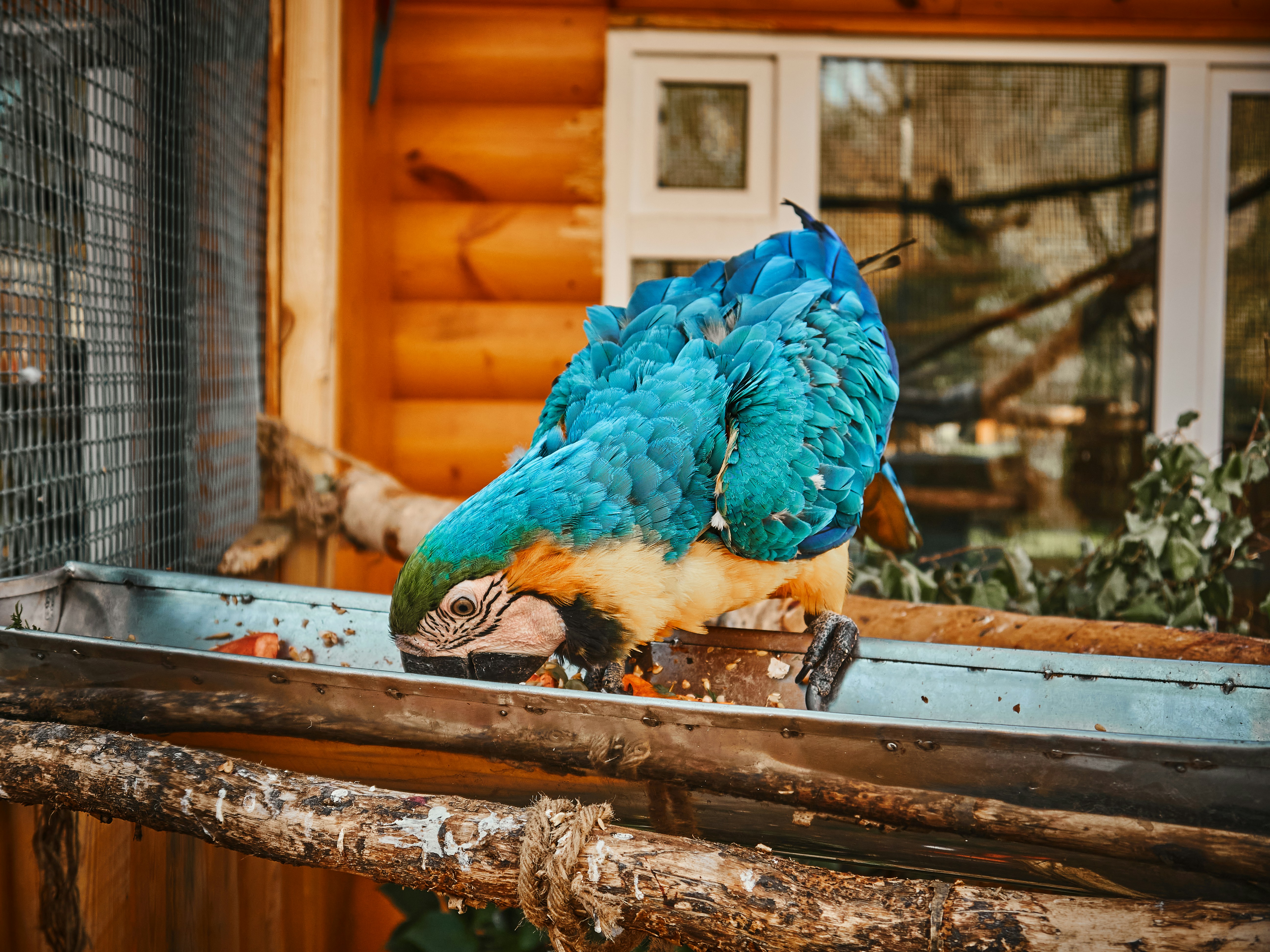 Multi-colored parrot in the zoo