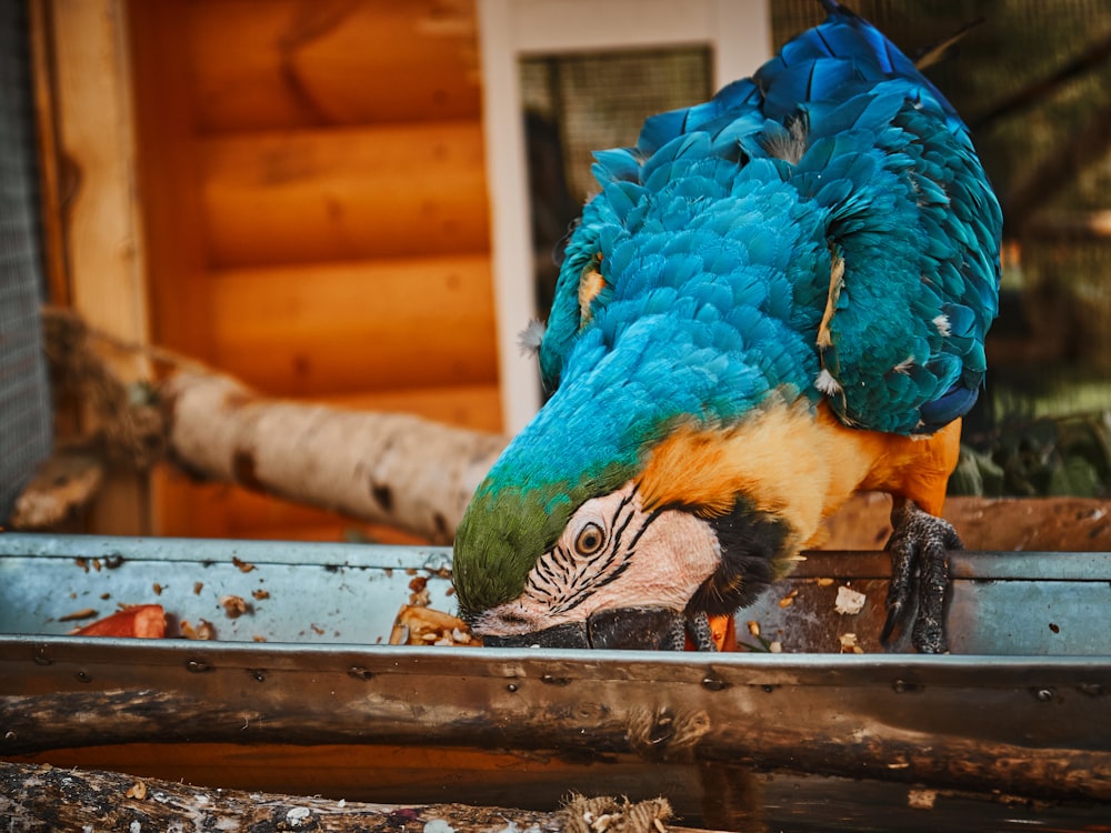 a blue and yellow parrot standing on top of a metal container