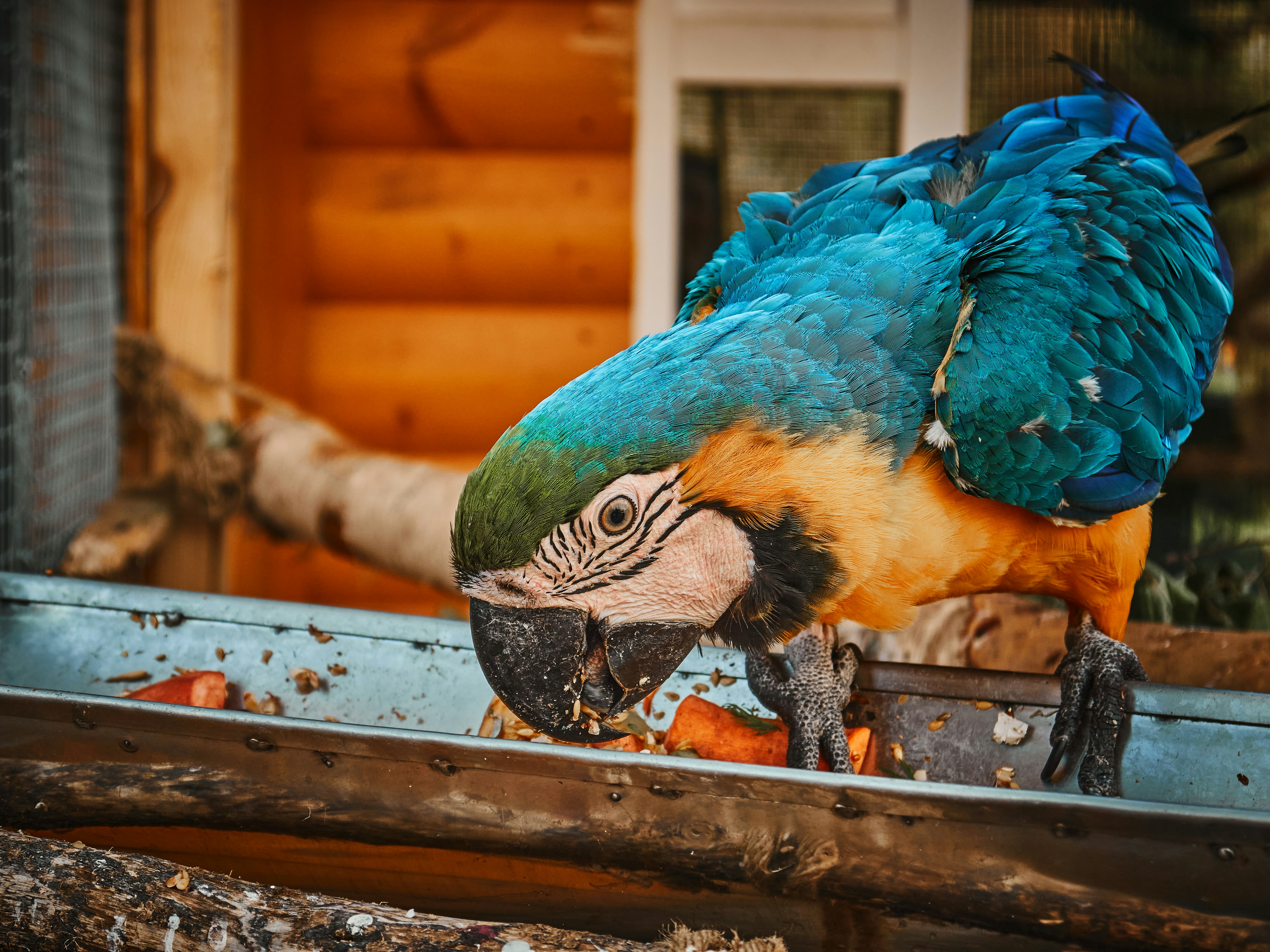 Best Pellet Food for Parrots Complete Nutrition Guide