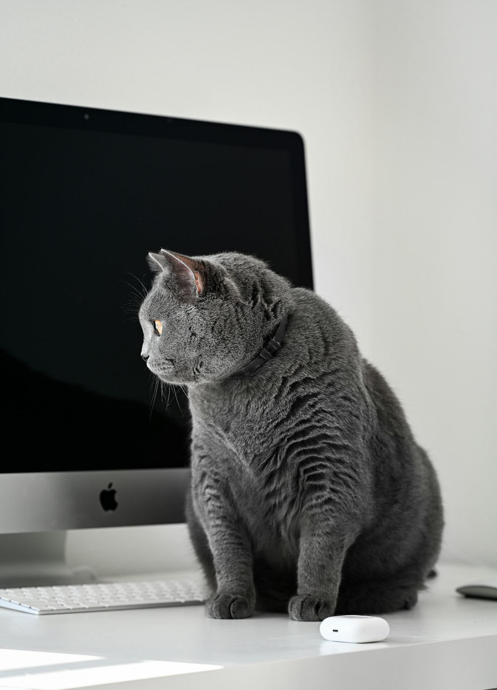 a cat sitting on a desk next to a computer