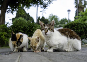 A playful group of community cats enjoying a sunny outdoor feeding spot surrounded by greenery in Mumbai