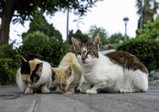 Three cats are grouped together in an outdoor setting with greenery in the background. Two of the cats are eating something from the ground while the third cat looks directly at the camera. The cats have different fur colors - one has a mix of black and white, another is mostly orange, and the third one is a combination of brown and white. The scene takes place on a pavement with some trees and foliage visible.