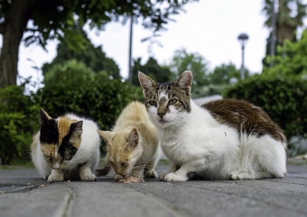 Three cats are grouped together in an outdoor setting with greenery in the background. Two of the cats are eating something from the ground while the third cat looks directly at the camera. The cats have different fur colors - one has a mix of black and white, another is mostly orange, and the third one is a combination of brown and white. The scene takes place on a pavement with some trees and foliage visible.