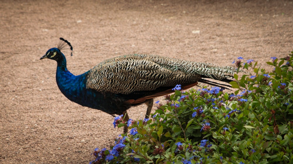 a peacock standing on the ground next to a bush