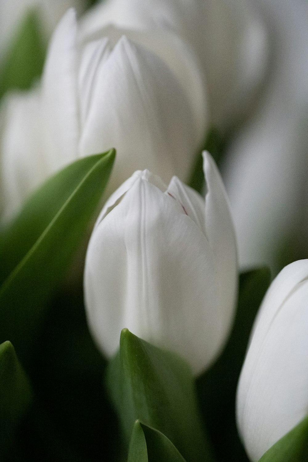 a close up of a bunch of white tulips