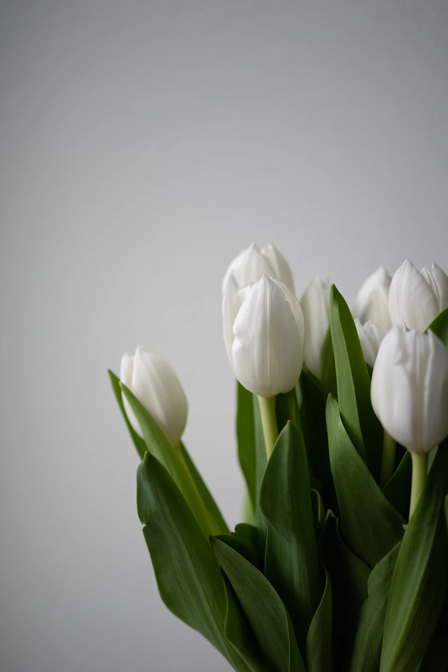 White tulips against a warm greige wall