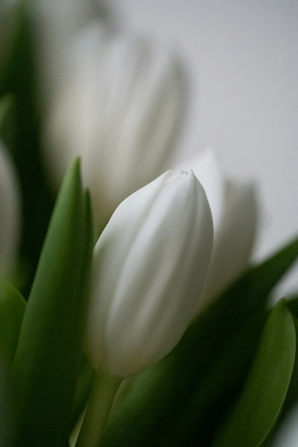 a close up of a bunch of white tulips