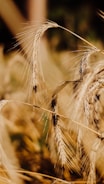 Golden stalks of wheat sway gently in the sunlight, their delicate awns catching the light and casting soft shadows. The field is lush with ripe grains ready for harvest, exuding a sense of abundance and natural beauty.