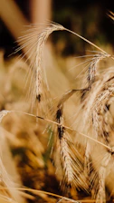Golden wheat stalks swaying in the sunlit fields of Punjab, symbolizing growth and dedication.